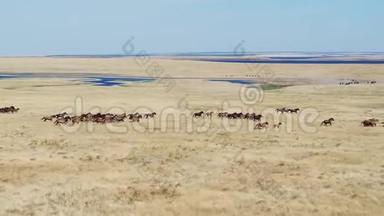 野马。 野马驰骋草原.. 俄罗斯，以上自然保护区
